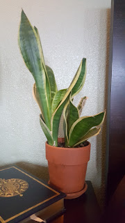 Military Mama Musings - Snake Plant/Mother in law's tongue