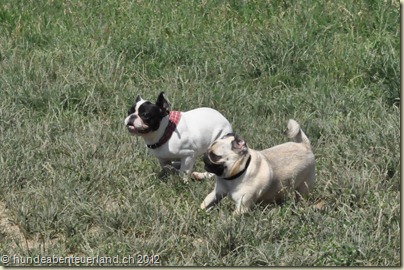 DSC_0127 - Copy