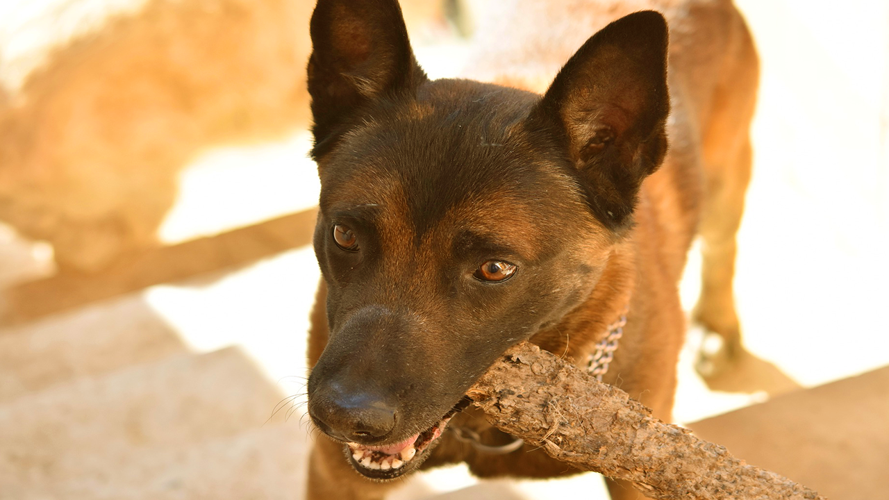 berger malinois