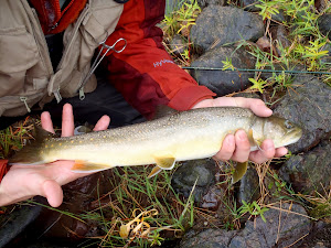 Blackfoot Bully