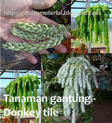 tanaman gantung donkey tail