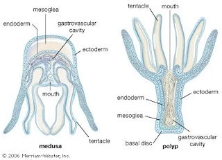 BiologyClass11 #FScBiologyChapter1 #MarineInvertebrates #FutureFocusScienceAcademy