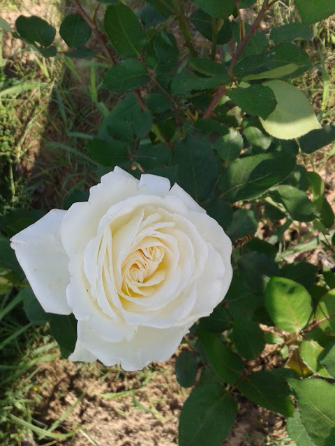 pure white rose