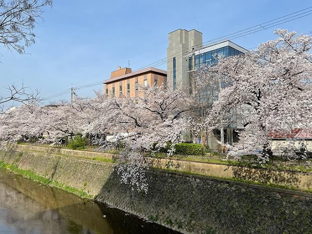 天神川の桜