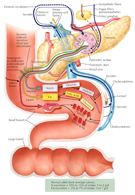 Exocrine functions of the pancreas