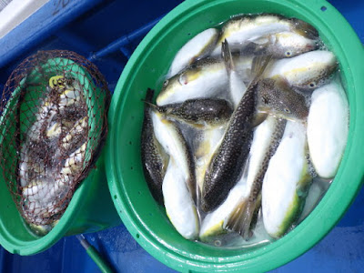 コンプリート！ ショウサイフグ 釣り 171288-ショウサイフグ 釣り船 明石