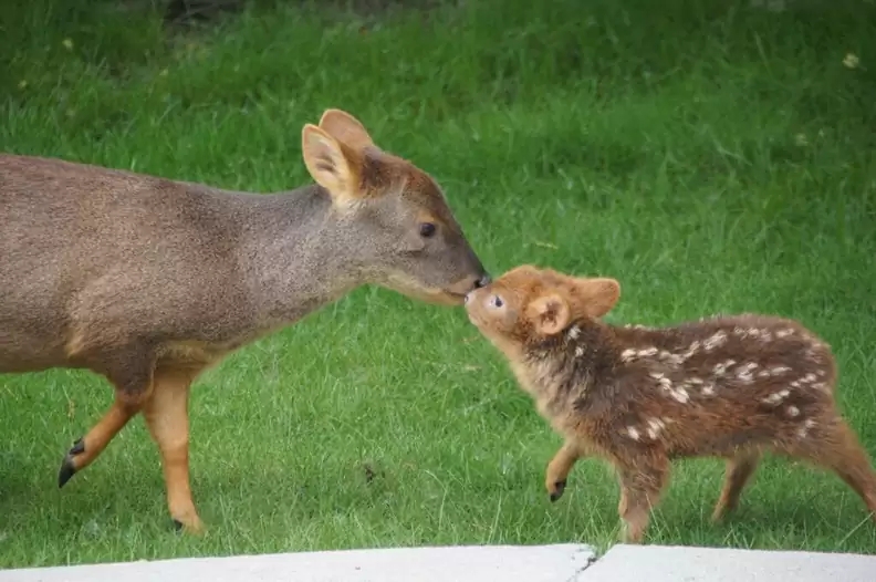 a cute deer