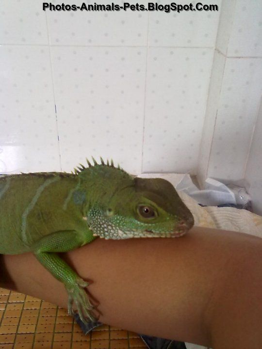 Pet chinese water dragon