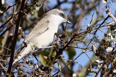"Lesser Whitethroat - winter visitor, perched on a branch."
