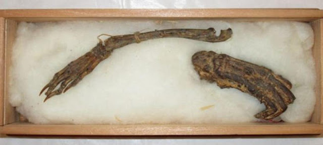 Мумифицированные останки, предположительно принадлежащие Каппе