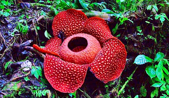 Visiting Bengkulu to See The Largest Flower in The World