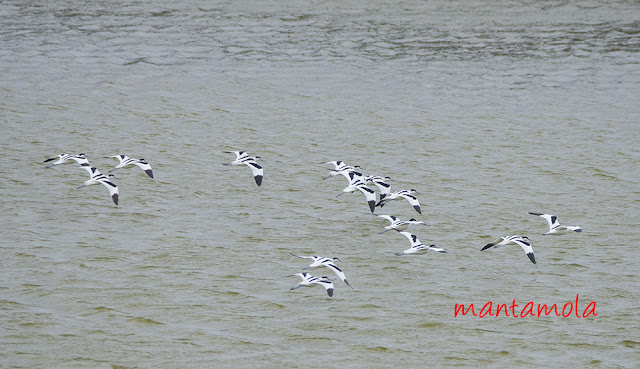 Pied Avocet 