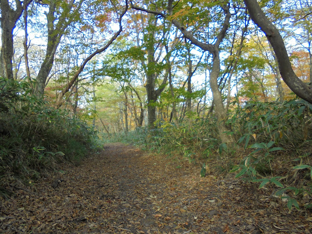 大山森の遊歩道