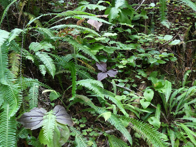 blackened leaves in threes