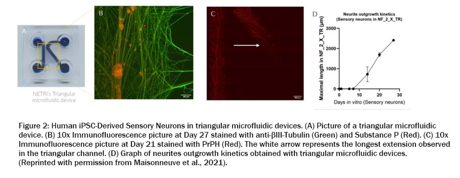 NETRI-SENSORY-NEURON-2