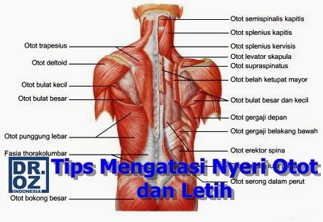 Dr Oz Indonesia Tips Mengatasi Obat Nyeri Otot dan Letih