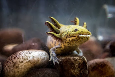 This yellow axolotl looks like it's smiling.