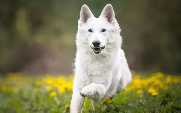 Your Complete Guide to White German Shepherds: A Unique Dog Breed