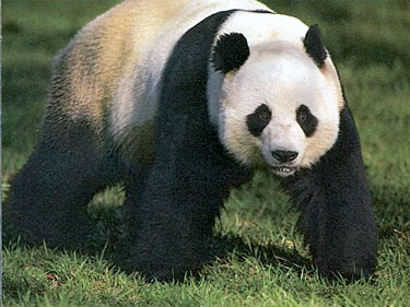 the giant panda bear is