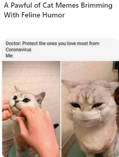 Cat memes, 15 Funniest Cat Memes to Make You LOL