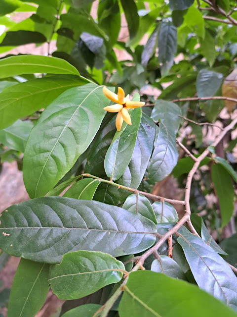 Huberantha cerasoides