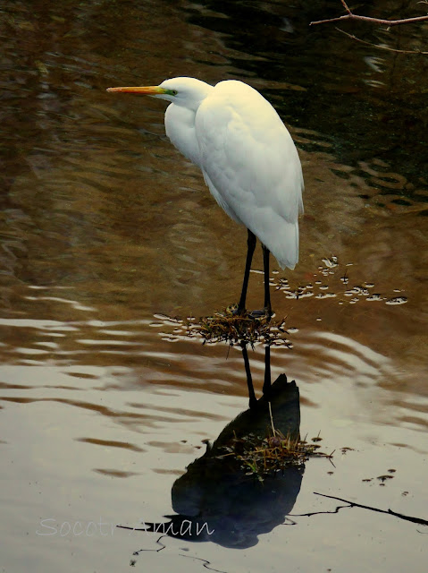 Ardea alba