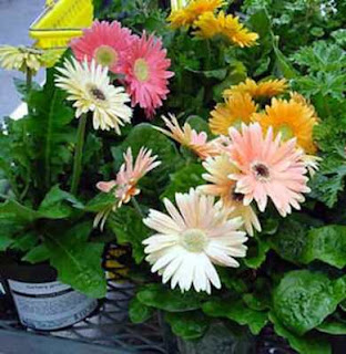 foto tanaman dinding dalam rumah  Gerber daisy