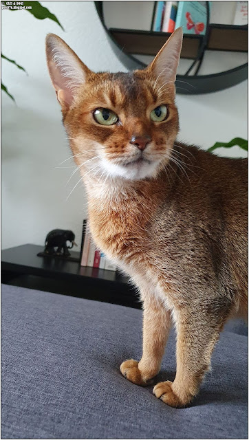 abyssinian cat