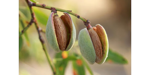 TOKO KACANG ALMOND DI SURABAYA<br/>Maluku Tenggara Barat<br/>