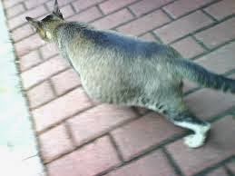 Cara Merawat Kucing Hamil (Bunting) ~ info kucing persia anggora dan ...
