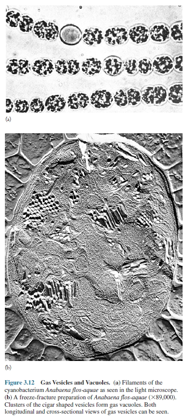 Bacterial Gas Vesicles and Vacuoles