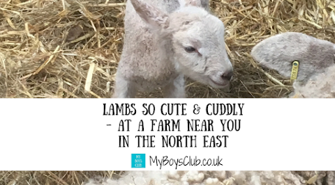 Lambs so cute & cuddly - At a farm near you in the North East