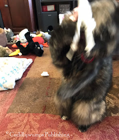 Blurry tortie action with Real Cat Paisley