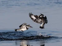 Pied Kingfishers - Birds In Flight Photography Cape Town with Canon EOS 7D Mark II Copyright Vernon Chalmers