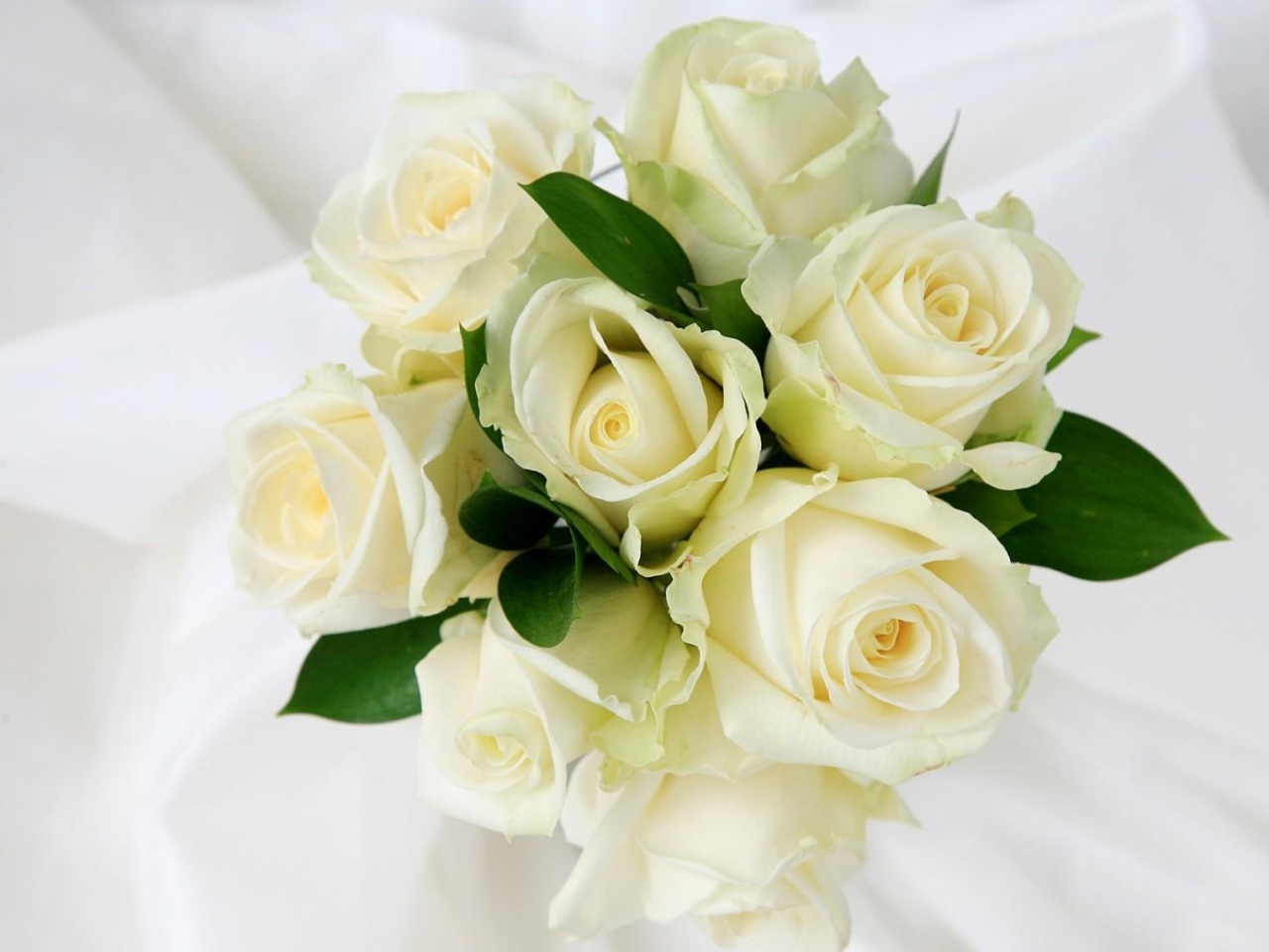 50 Gambar Mawar Putih Yang Cantik ~ Ayeey.com