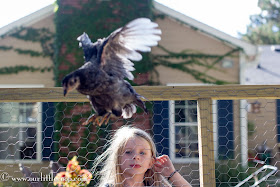 Ameraucana, Chicken, backyard, urban, farm, poultry, Eggs, Chickens, Americana chicken, chicks, kids, best, children, pets