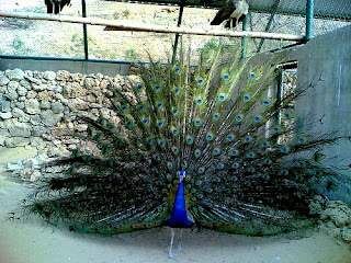 Karachi Safari Park Pictures