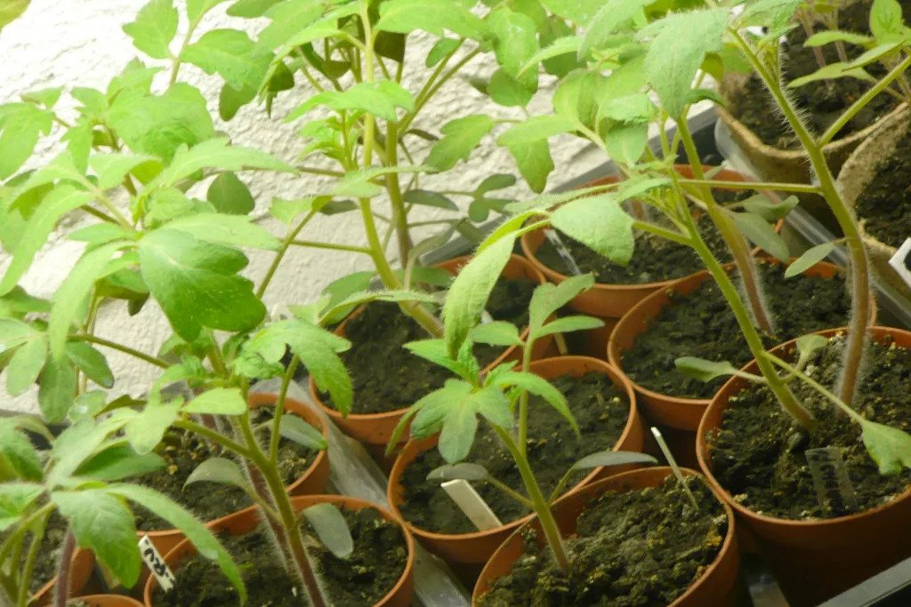 When you transplant your seedlings into your garden will depend on where you live
