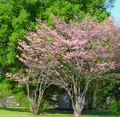 The dogwood trees are blooming