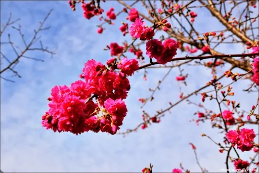 泰安派出所櫻花