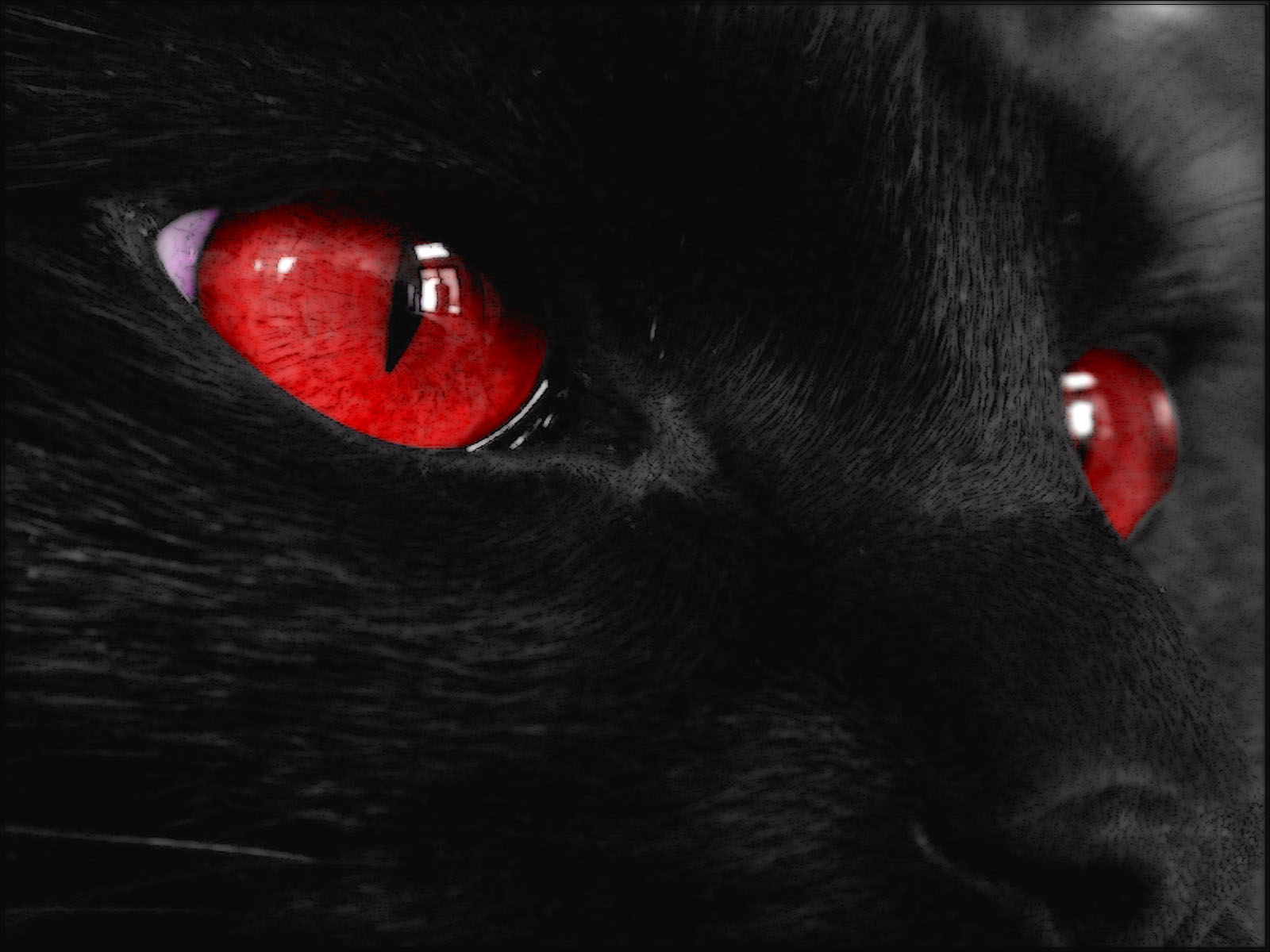 Red Eye Cat Wallpapers