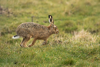 European Brown hare, Lepus europaeus,wet spring morning on rough Suffolk pasture land