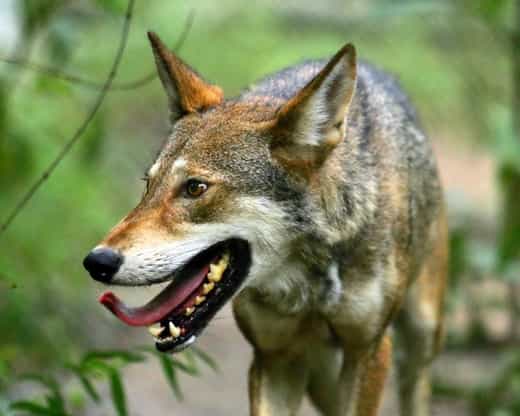 Red Wolf