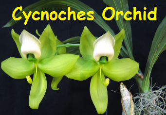 Cycnoches Orchid Flowers