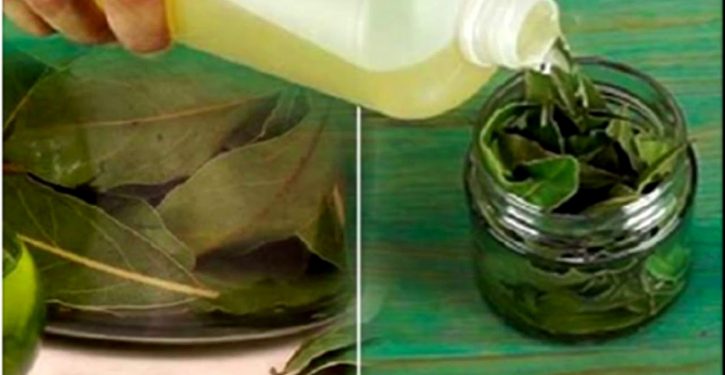 The Bay Leaf Is A Blessing Of God: It Fights Against High Blood Pressure, Fatigue, Diabetes And Many Other Diseases