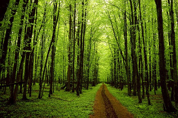 pics of trees. Good afternoon, and happy Tree