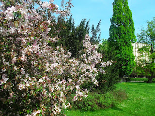 Flores rositas y árboles verdes, primavera en Polonia
