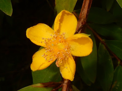 方莖金絲桃的花