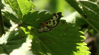 Anania hortulata DSC09103