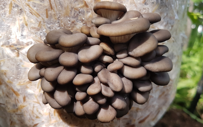 Mushroom cultivation webinar in Mumbai | Biobritte mushrooms | Biobritte fungi school